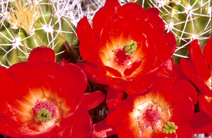 Claret Cup Cactus