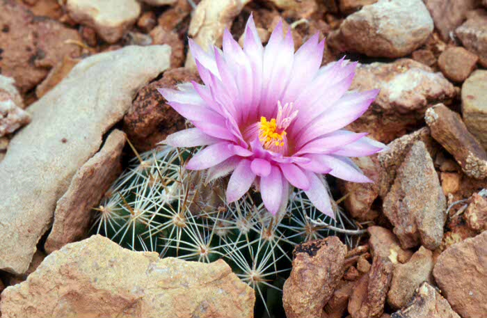 Simpson's Foot Cactus