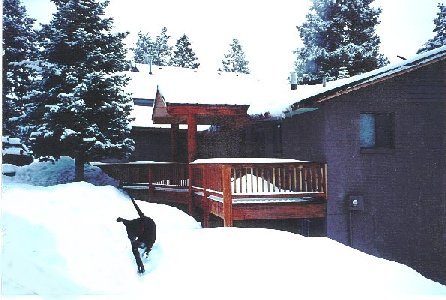 Dog and Deck