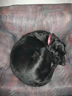 Too much excitement