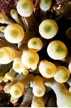 Anemone Bulbs
