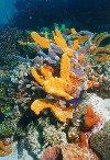 Colorfull Reef Scene