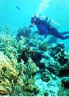 Janice on the Reef
