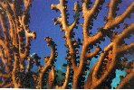 Gorgonian Macro
