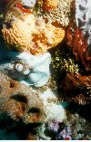 Octopuss...Where ?