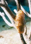 Flamingo Tongue