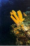 Yellow Tube Sponge