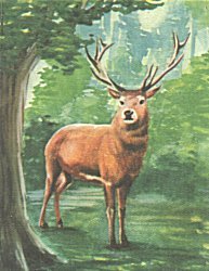 The buck was beautiful and regal.