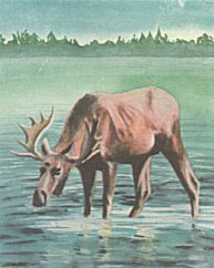 The moose ignored them.