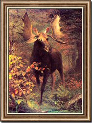 Moose in a Forest Glen