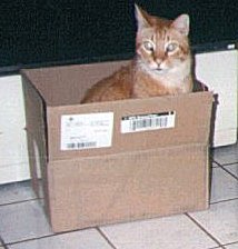 The box kitty