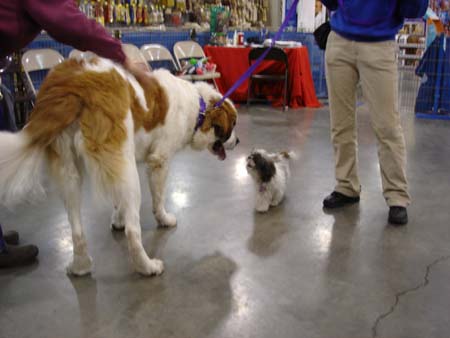 A Really Big Dog