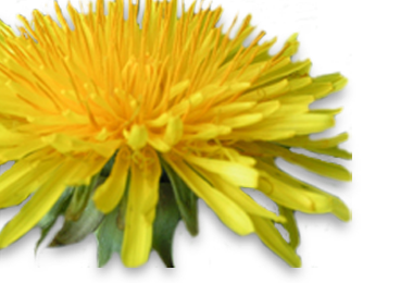 Thrive Tonic herbal ingredients - dandelion leaf is a high in minerals and a mild, non-potassium leaching diuretic. Therefore, it is supportive to the liver, digestion and elimination while offering great nutrition.