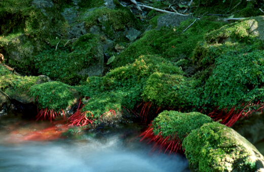 Red and Green