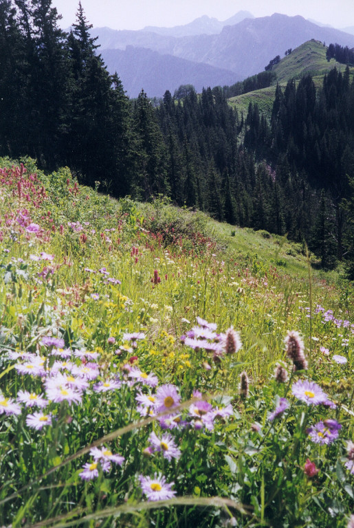 Pic Asters