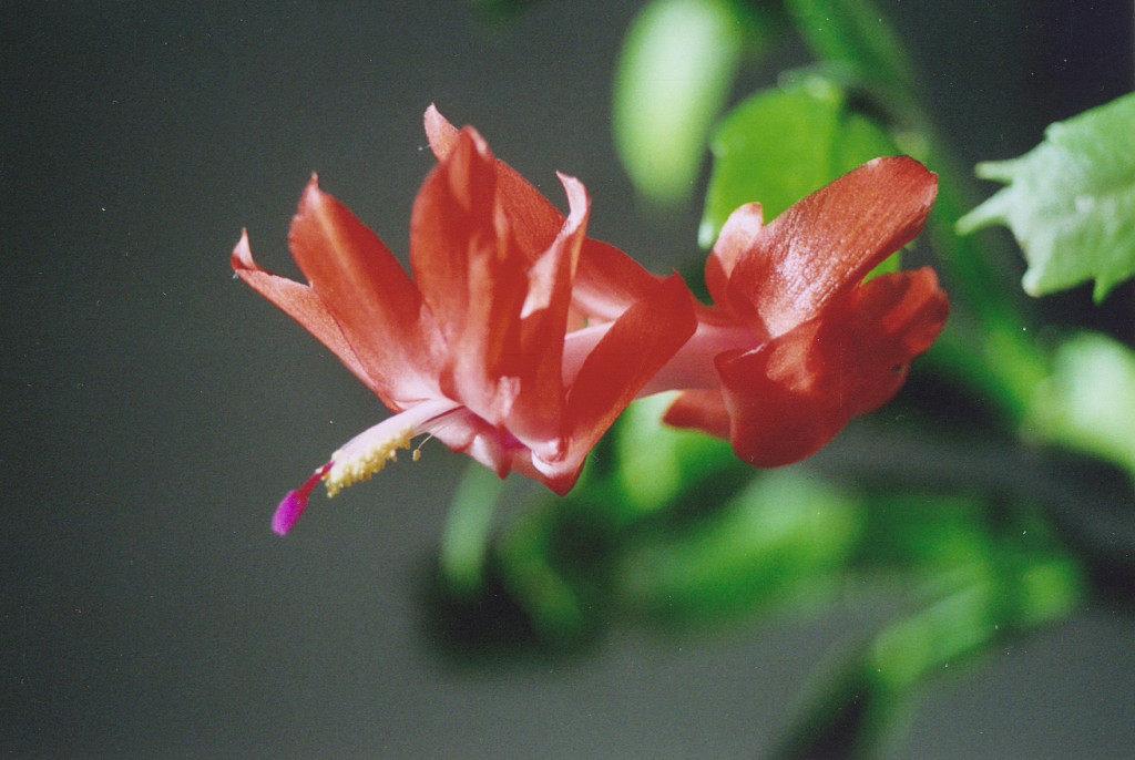 Pic Christmas Cactus