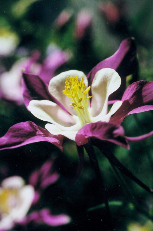 Pic Mountain Columbine