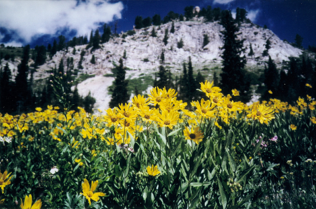 Pic Daisies