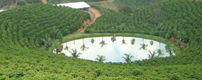 Senic farm in Brazil