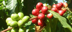 Guatamala Organic Green bean coffee