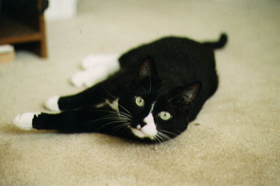 [Kitty Image]