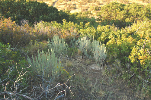 Quercus gambelii Gambel's oak community
