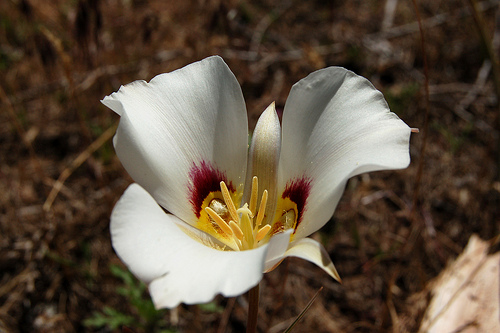 Calochortus nuttallii (Sego Lily), June 9, 2008 Copyright 2008 Tony Frates