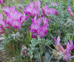 Astragalus utahensis Tony Frates 4/30/08