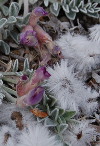 Astragalus utahensis in flower on 11/22/08 at Dimple Dell by Tony Frates