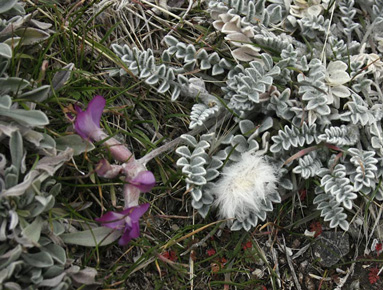 Astragalus utahensis in flower on 11/29/08 at City Creek by Bill Gray