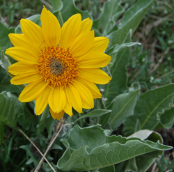 Balsamorhiza sagittata Tony Frates 4/30/08