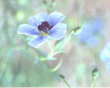 Bee and flax