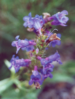 Wasatch penstemon