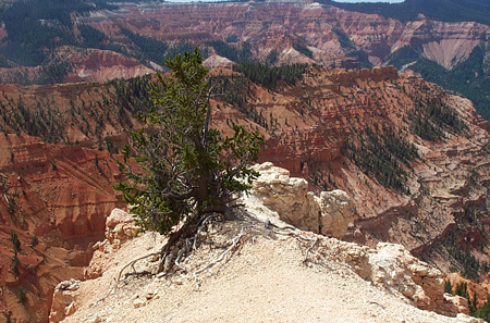 Bristlecone pine at Cedar Breaks by Tony Frates, August 8, 2003