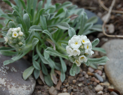 Cryptantha humilis in garden setting grown from seed 4/20/08 Tony Frates