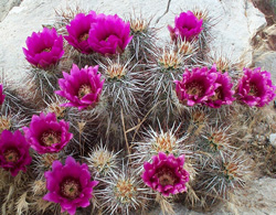 Echinocereus engelmanii purple torch hedgeog Tony Frates 5/01/05