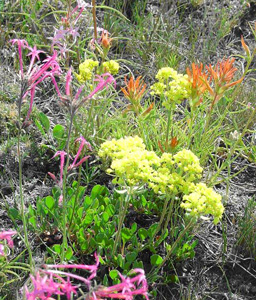 July 2008 East Fork Sevier meadow by Maria Ulloa