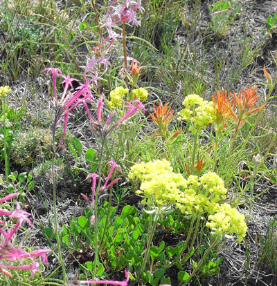 July 2008 East Fork Sevier meadow by Maria Ulloa