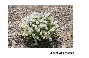 Gift of flowers