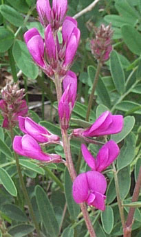 Hedysarum boreale courtesy Tony Frates taken 5/3/03