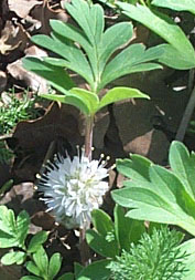 Hydrophyllum capitatum courtesy Tony Frates taken 5/3/03