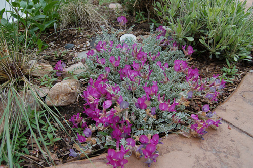 Native garden including Astragalus utahensis in flower 4/22/07 Tony Frates