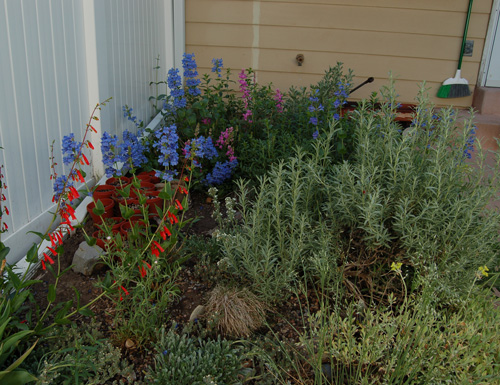 Native garden including various Penstemon species in flower 5/19/09 Tony Frates