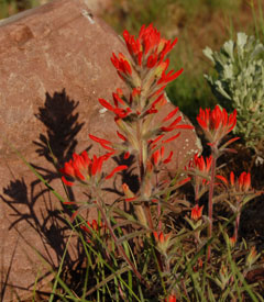 Castilleja chromosa Tony Frates 5/08