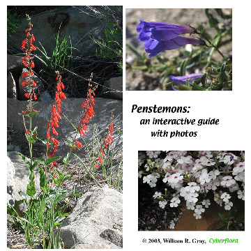 Penstemon CD label