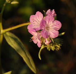 Phacelia linearis Tony Frates 6/08/08