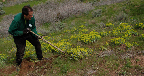 Volunteer spurge pull 2011
