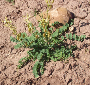 Astragalus ampullarioides 5/2/04 Tony Frates