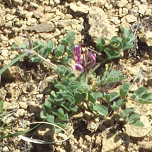 Astragalus holmgreniorum 5/2/04 Tony Frates