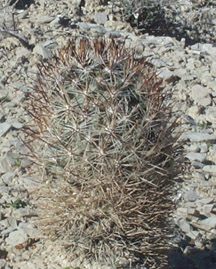 Pediocactus sileri 5/3/04 Tony Frates
